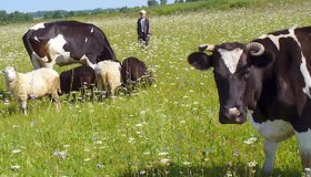 Налоговые льготы на продажу и импорт племенного скота могут продлить